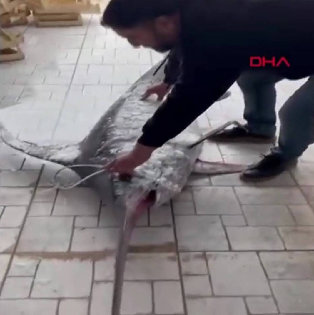 Yakaladıkları 150 kg ağırlığındaki kılıç balığını restorana rekor fiyata sattılar! Görenlerin ağzı açık kaldı 5